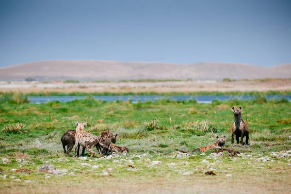 Clan of hyenas on green field