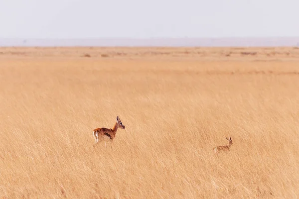 A mező két antilop — Stock Fotó
