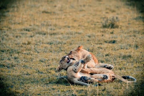 Dois leões a abraçar-se — Fotografia de Stock