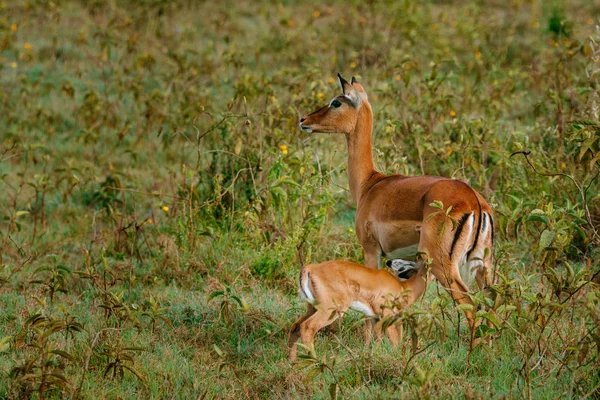 Antilop besleme bebek sahada — Stok fotoğraf