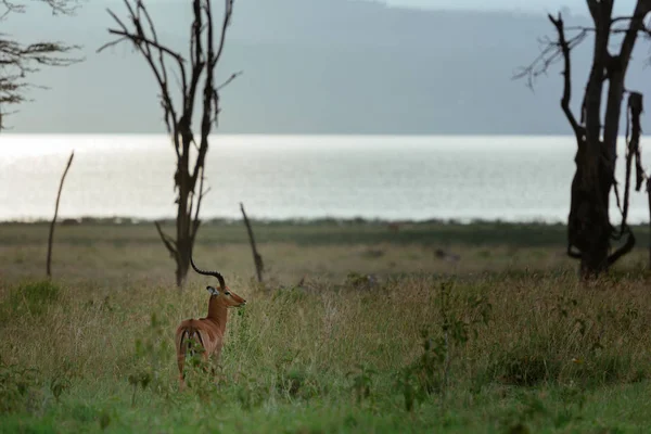 Achteraanzicht van antelope op groene veld — Stockfoto