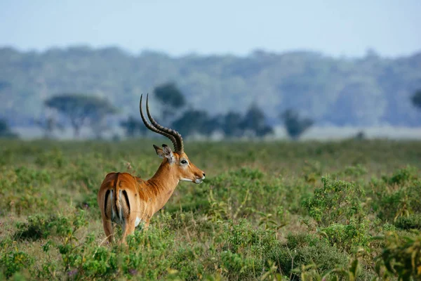 Yeşil alan üzerinde antilop arkadan görünüş — Stok fotoğraf