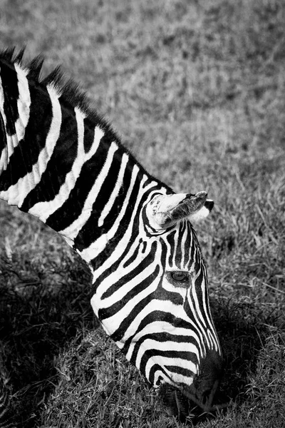 Zebra mangiare erba — Foto Stock