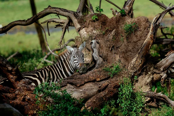 Zebra perto da árvore caída — Fotografia de Stock