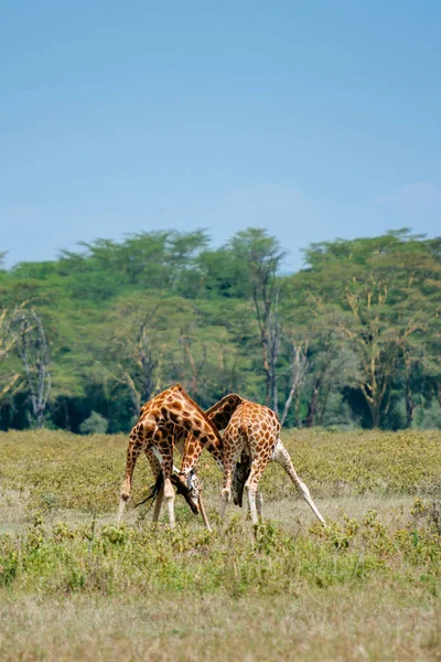 Dos jirafas en el campo tropical — Foto de Stock