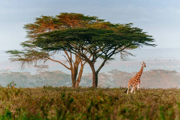 Alan ağaç yakınındaki zürafa