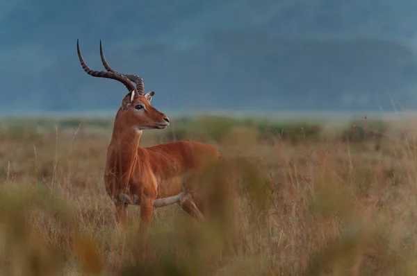 Antílope gracioso no campo — Fotografia de Stock