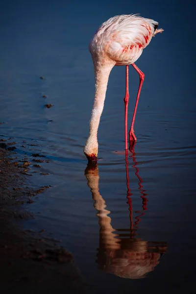 Flamingo trinkt Wasser im See — Stockfoto