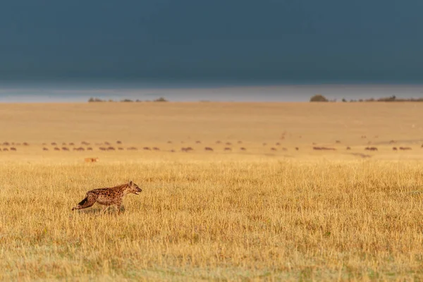 Hiena no campo amarelo — Fotografia de Stock
