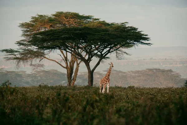 Girafa no campo perto da árvore — Fotografia de Stock