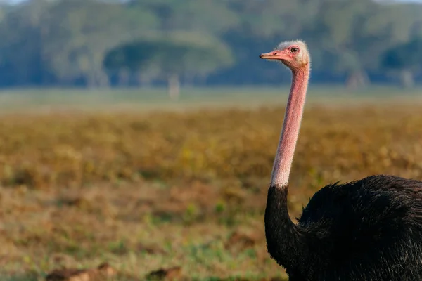 Великий страус на полі — стокове фото