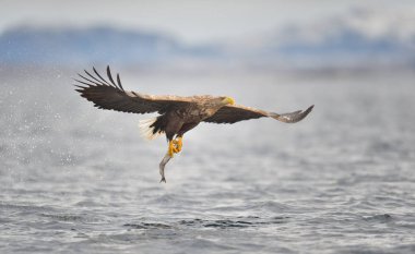 Kartal balık su yüzeyinden