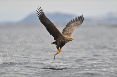 Kartal balık su yüzeyinden