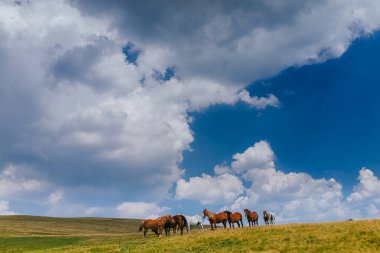Sahada otlatma atların sürdü
