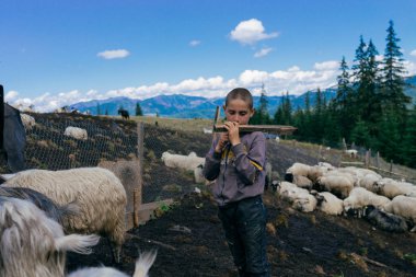 Çocuk shepherding keçi sürüsü