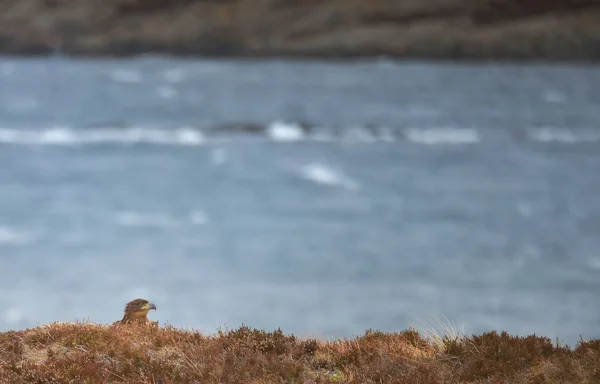Орел на скале с размытым фоном — стоковое фото