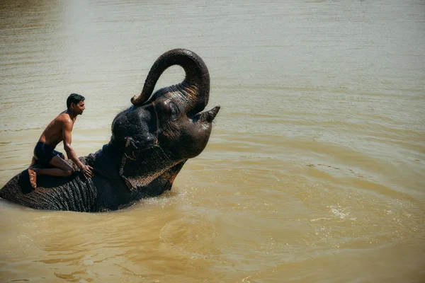 Muž na slona v řece — Stock fotografie