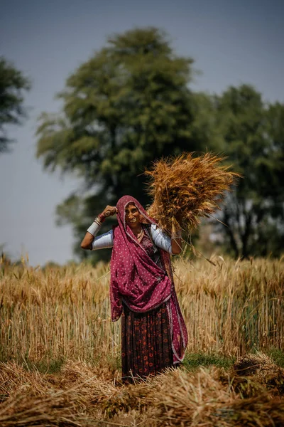 Mujer cosechando heno en el campo — Foto de Stock
