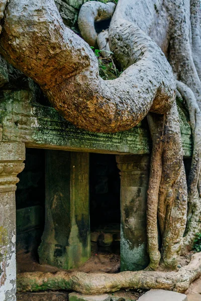 Árbol raíces cubierto templo budista — Foto de Stock