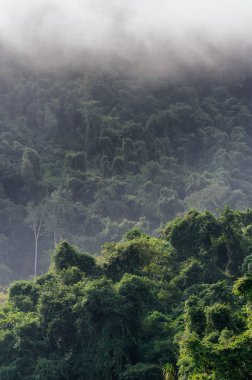 Dağ orman ve sis peyzaj