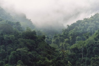 Tropikal orman Manzaralı