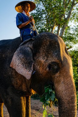 Adam arkasına fil sürme