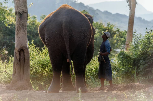 Pohled zezadu na slona poblíž stojící muž — Stock fotografie