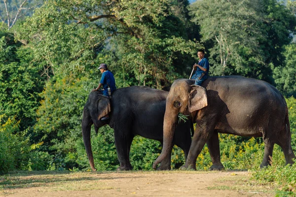 Sloni se muži na zádech — Stock fotografie