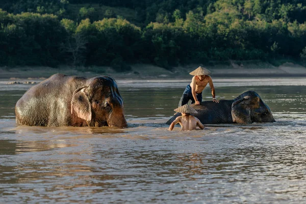 Muži a slonů přes řeku — Stock fotografie