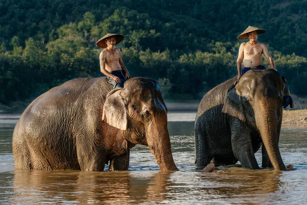 Erkekler sırt ile iki filler