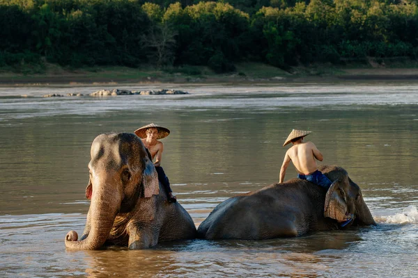 Dva sloni s muži na zádech — Stock fotografie