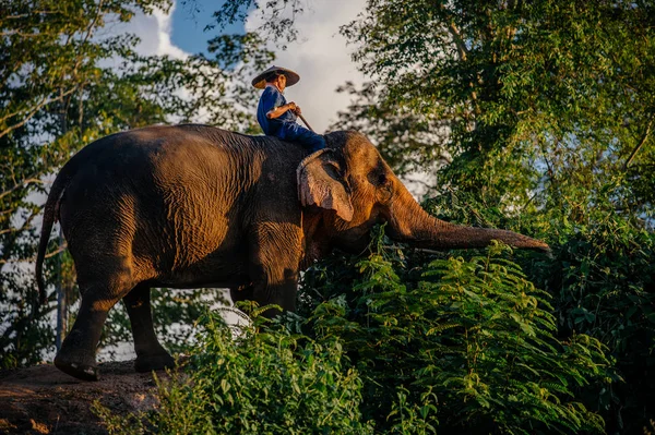 Slon s mužem na zádech — Stock fotografie