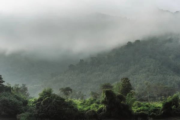 Paisaje de bosque de montaña y niebla —  Fotos de Stock