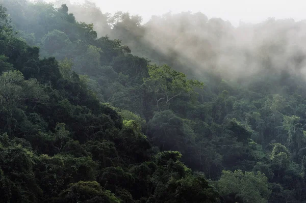 Dağ orman ve sis peyzaj