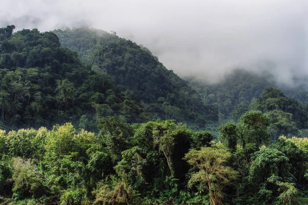 Paesaggio di foresta di montagna e nebbia — Foto Stock