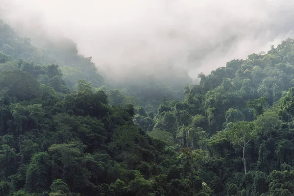 Vista panorámica del bosque tropical —  Fotos de Stock
