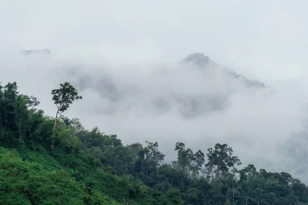Vista panorámica del bosque tropical —  Fotos de Stock