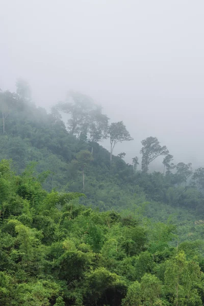 Vista del paesaggio della foresta tropicale — Foto Stock