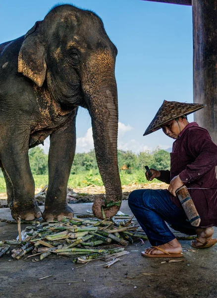 Adam oturmuş ve fil besleme