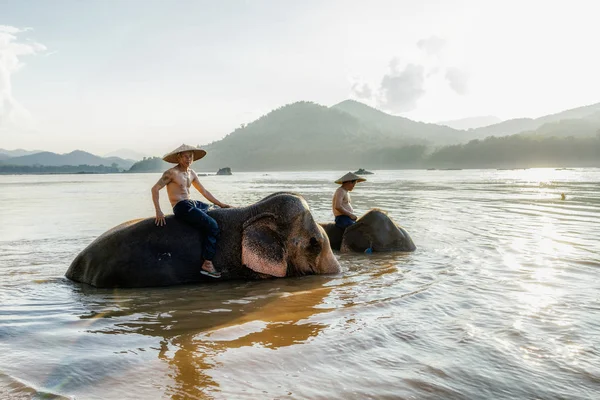 Nehri geçerken filler sırt erkek