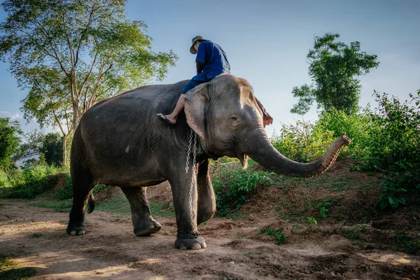 Adam arkasına fil sürme