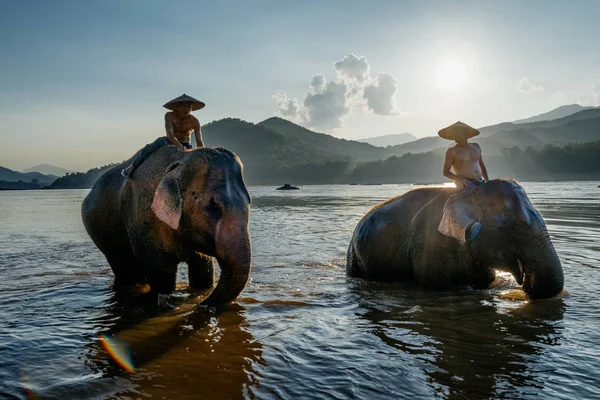 Muži na zádech slonů přes řeku — Stock fotografie