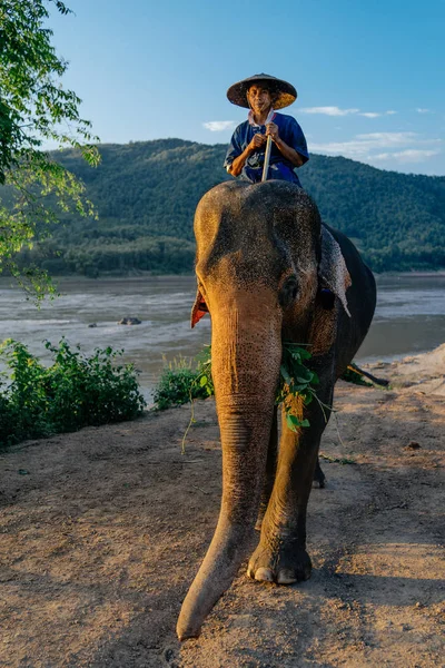 Adam arkasına fil sürme