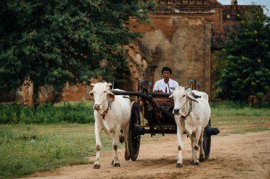 Adam inek ile taşıma