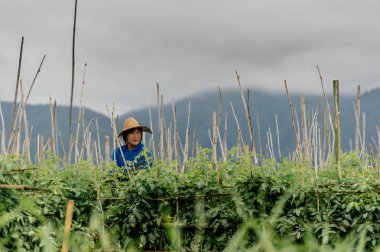 Tallgrass üzerinde seyir şapkalı kadın