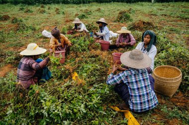 Kök sebze hasat kadınlar