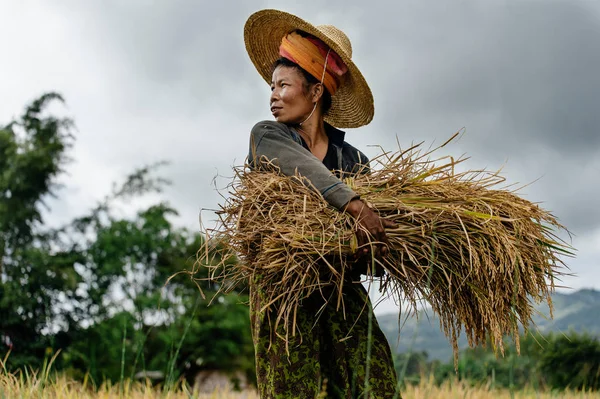 Hombre cosechando heno en el campo — Foto de Stock