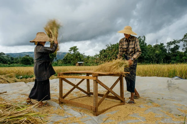 Hombres cosechando heno en el campo — Foto de Stock