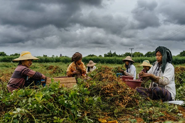 Mujeres cosechando tubérculos — Foto de Stock