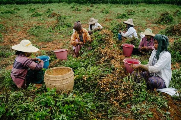 Mujeres cosechando tubérculos — Foto de Stock
